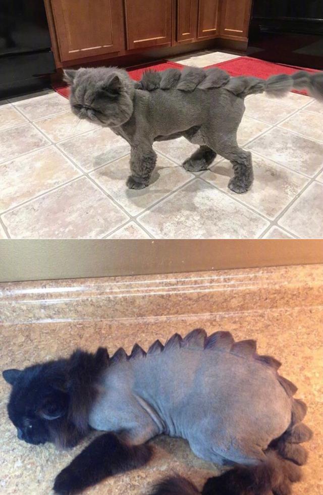 剃毛|铲屎官|恐龙_新浪新闻