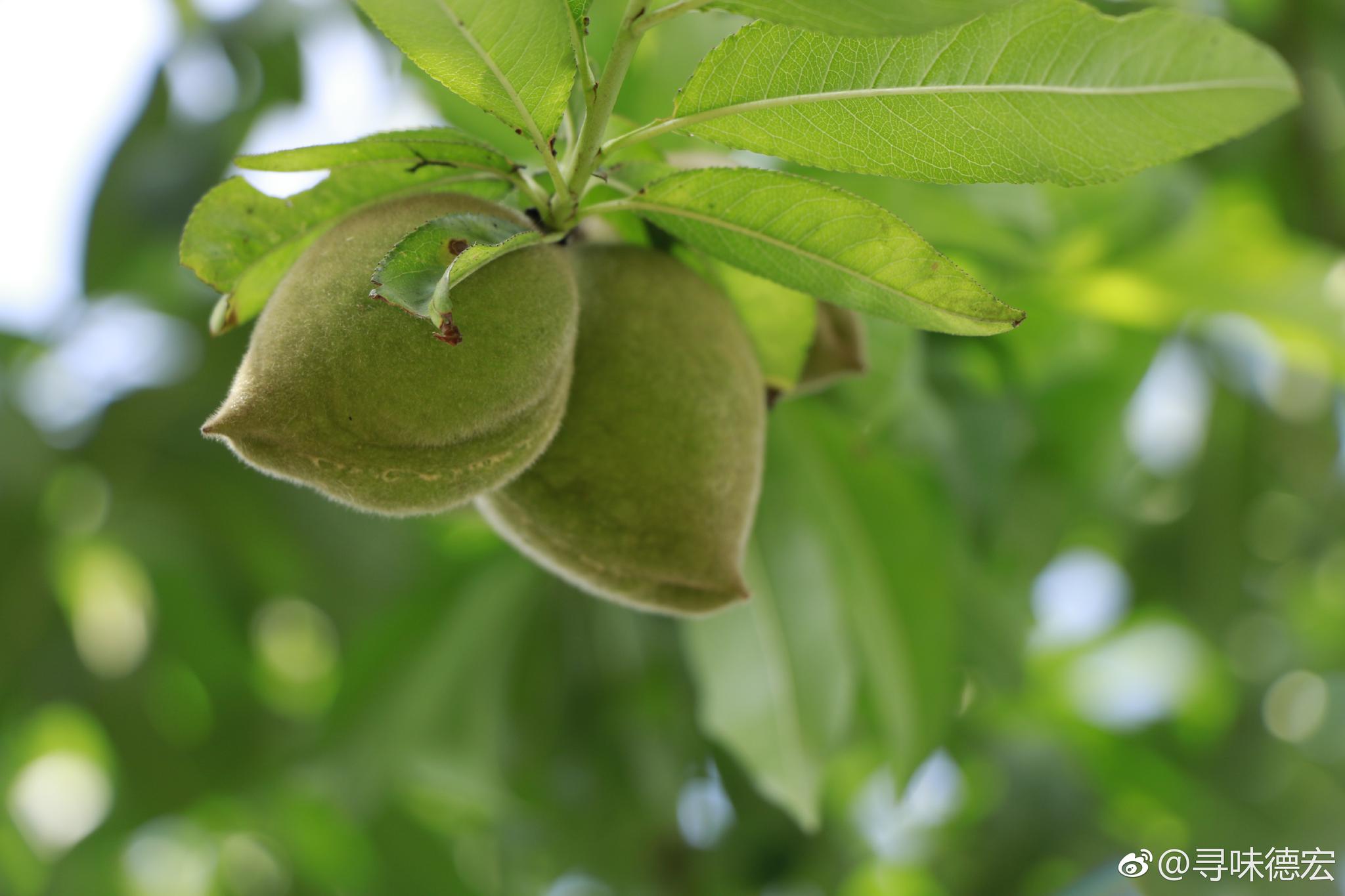 院子里有棵桃树平时没注意仔细一看密密麻麻结满了桃子
