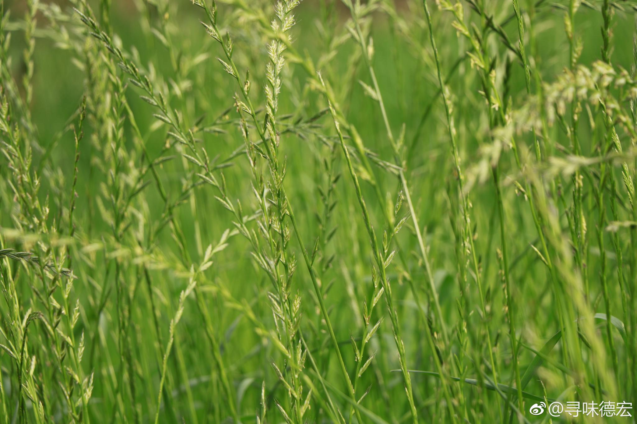 醉美绿令人陶醉的颜色满屏的生机盎然