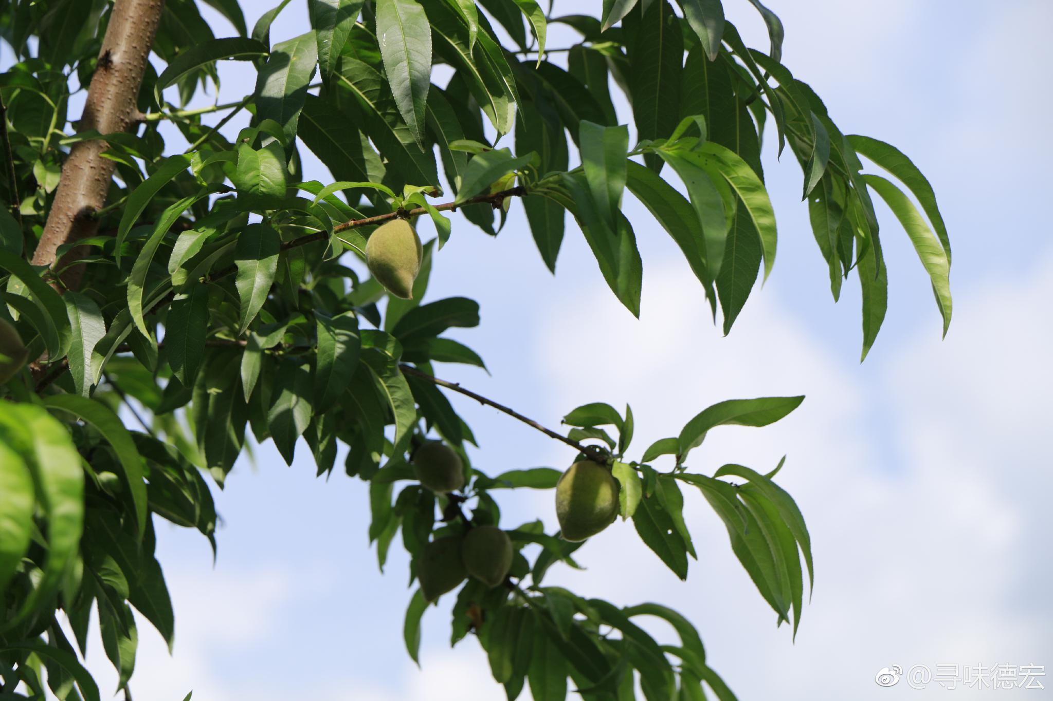院子里有棵桃树,平时没注意,仔细一看密密麻麻结满了桃子|桃树|野桃