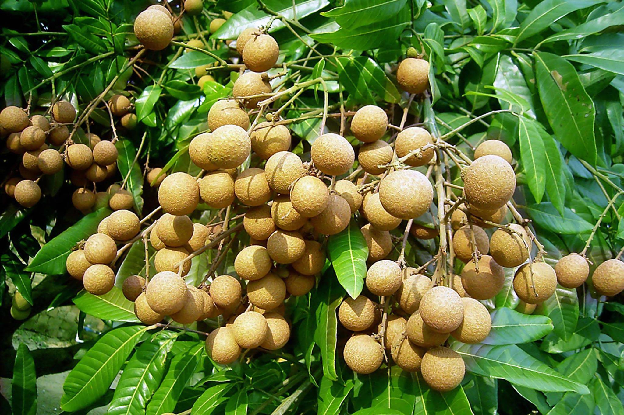 食品以荔枝为贵而滋益则以龙眼为良龙眼补气血之功力胜参芪