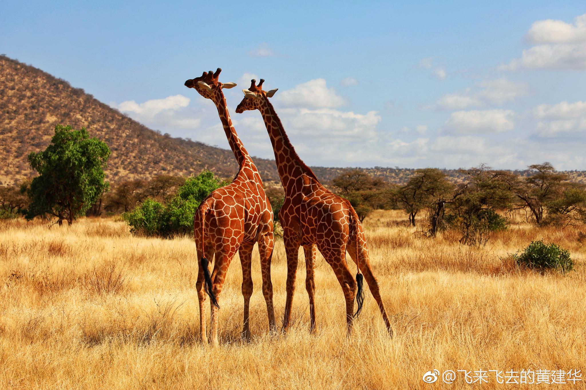在肯尼亚看到了萌萌的长颈鹿.感觉特别可爱