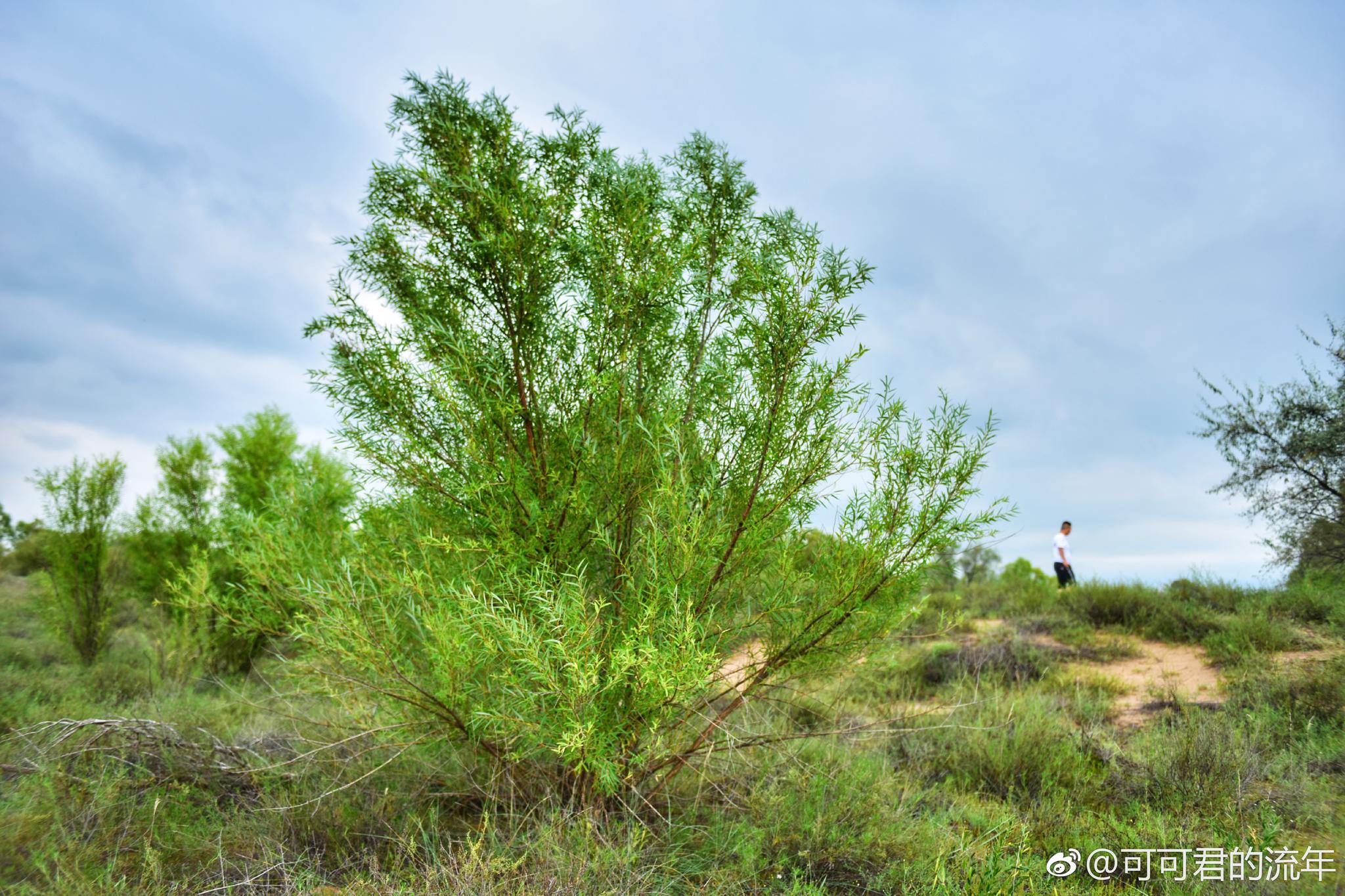 用以治理沙漠最合适,三年寿命,三年后处理掉,地下的根须重新长出树苗