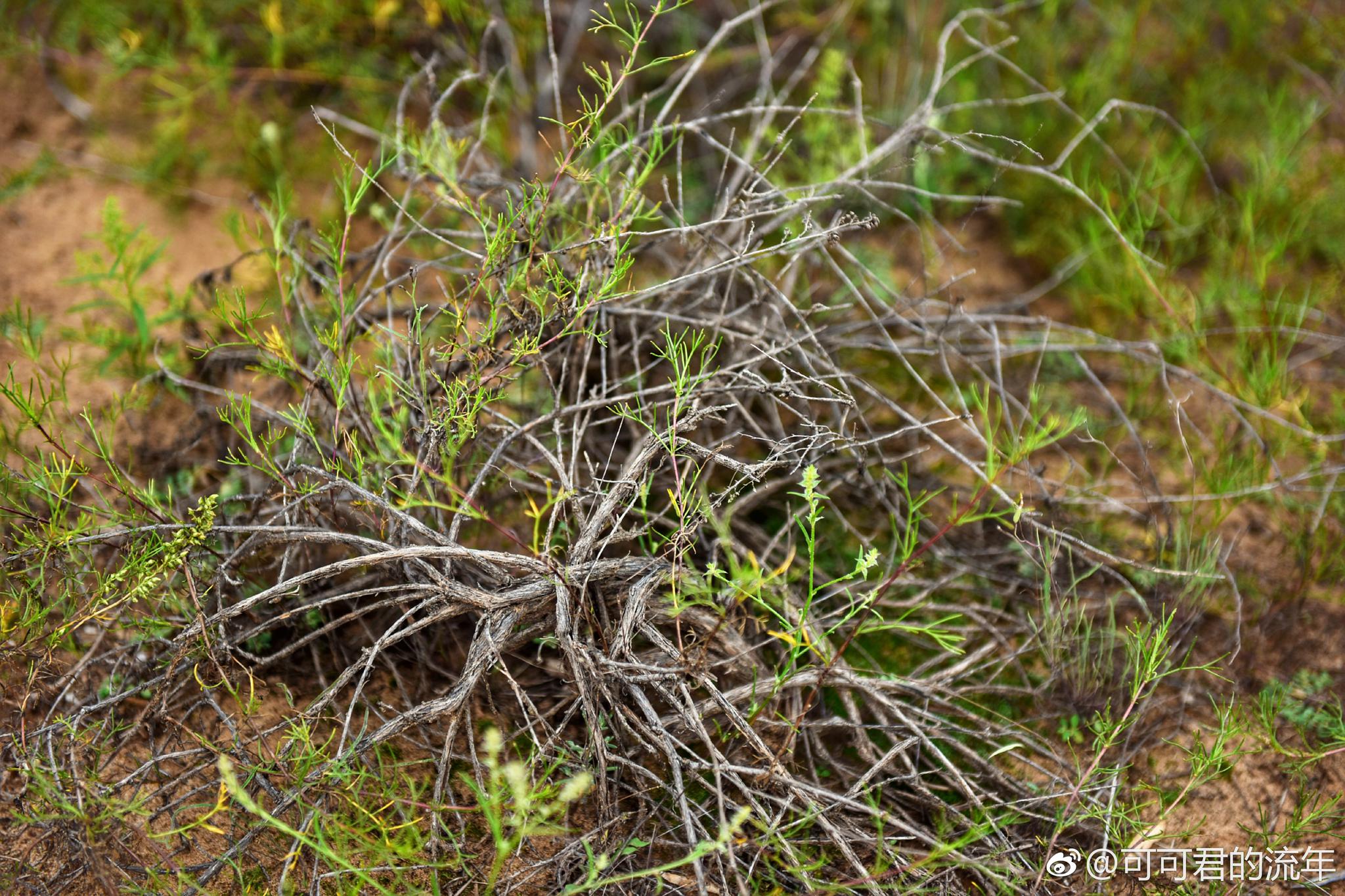 毛柳沙柳白杨胡杨