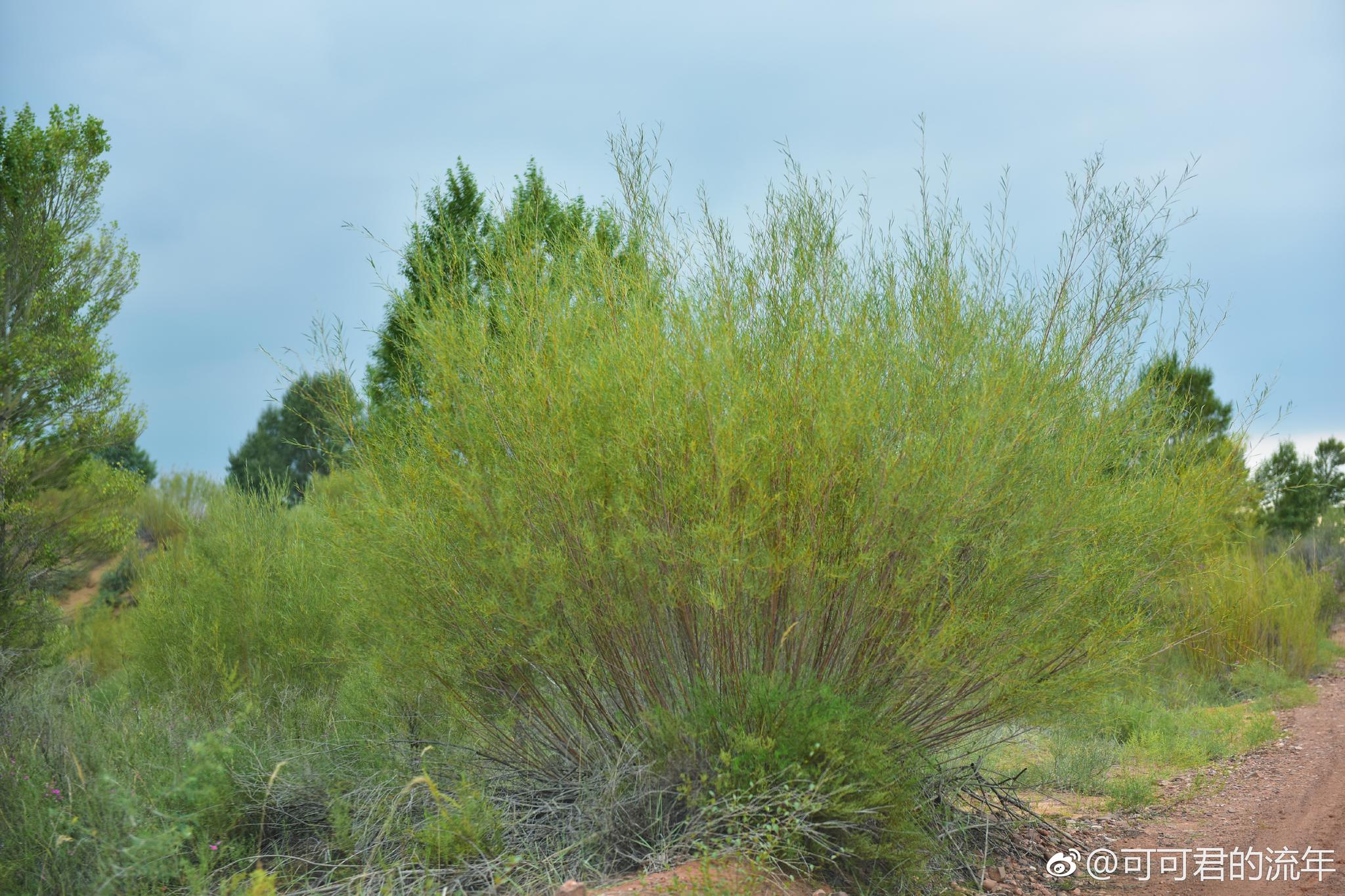 毛柳,沙柳,白杨,胡杨
