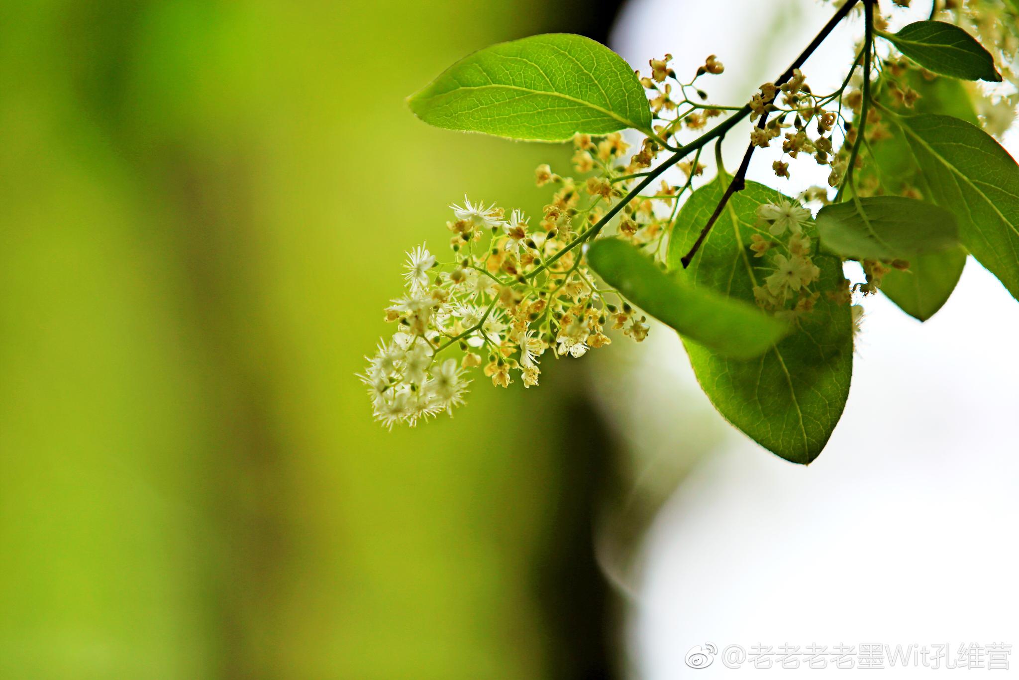 之前发了樟树花骨朵,现在发樟树花。后面两张是凑图的|樟树|花骨朵_新浪新闻