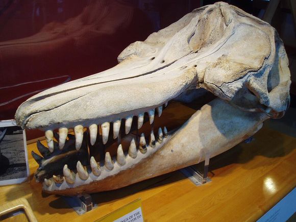 谁才是海洋霸主虎鲸与抹香鲸用打群架的方式告诉你