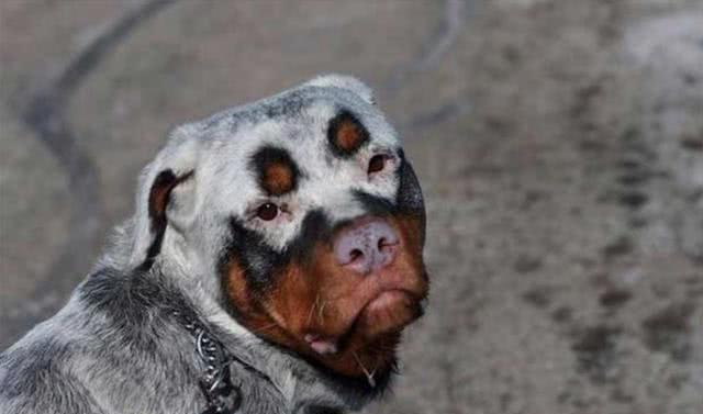 【搞笑】这些长相奇特的狗狗,如不是亲眼看见,根本无法让人相信