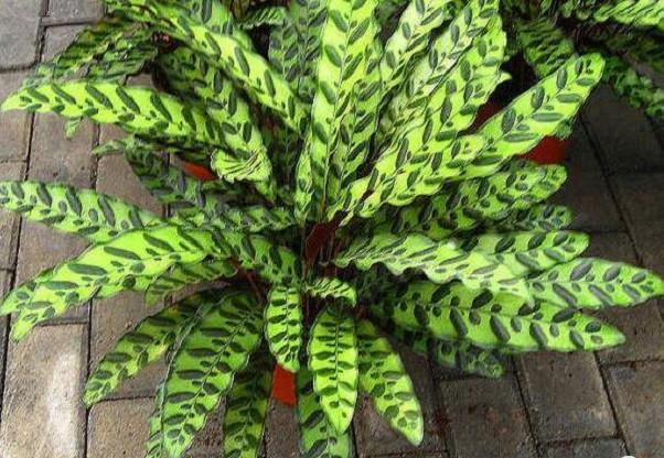 能美化环境,净化空气的10种耐阴植物(值得收藏)