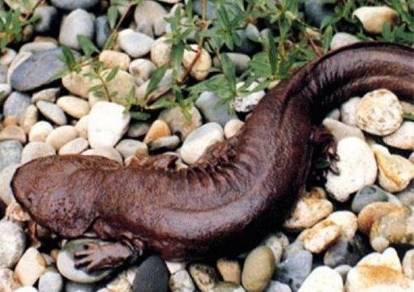 "娃娃鱼"学名大鲵,是国家二级保护动物