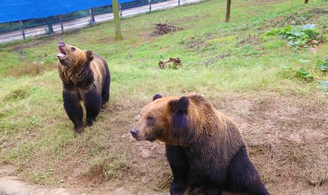 三峡野生动物世界棕熊太可爱, 游客频繁喂食致其长成巨兽