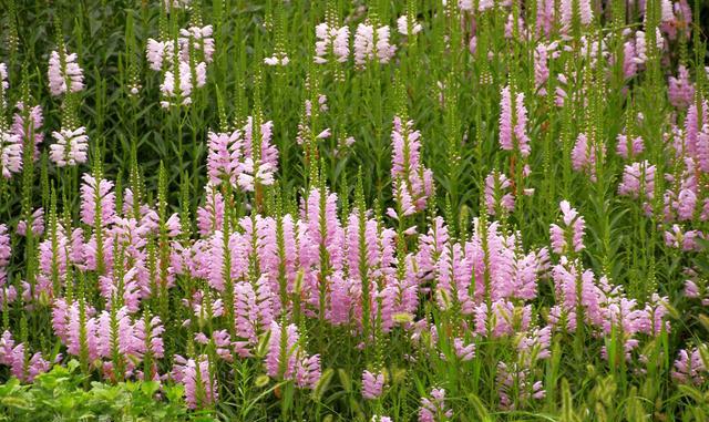 情随意动心随情动随意草