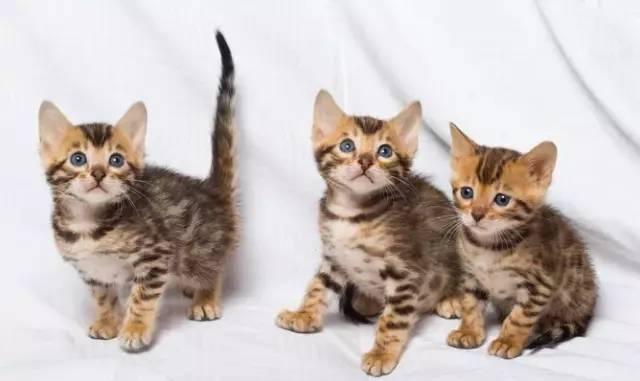 各种傲娇、蠢萌的猫大人用英语怎么说?