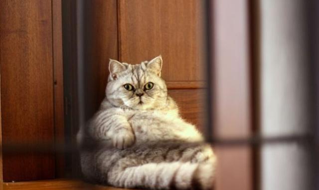 组图: 12斤的肥猫朱丽, 憨态可鞠, 火爆网络
