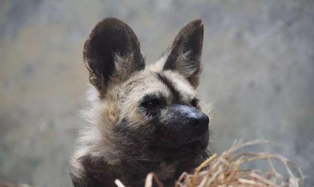 居然有这么多野生汪星人!狗年识狗攻略大全!