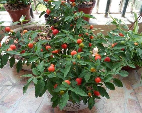 此2种"小红果",可以在阳台盆栽,悦目又好吃,来年果多压断枝