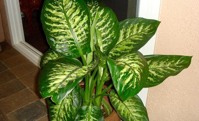 万年青品种大全图样(万年青品种名称大全图样)