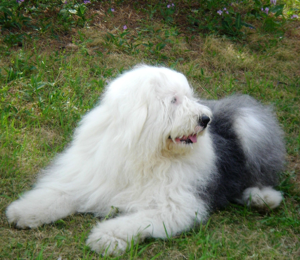 古代英国牧羊犬