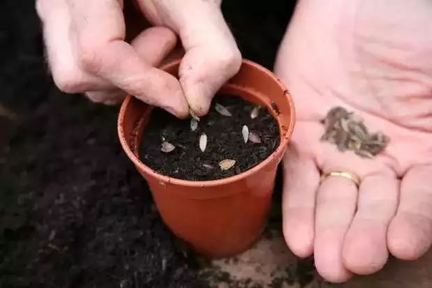 用百日草的种子播种培育,秋天还能不断收获种荚