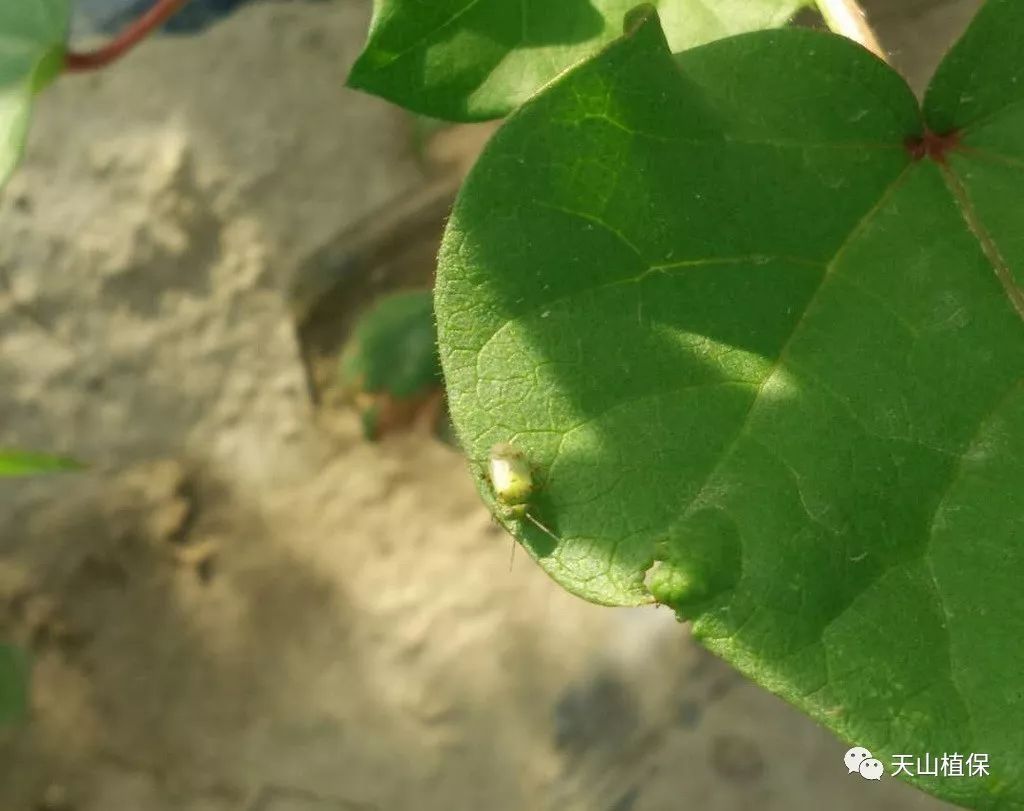 兵团第七师123团2018年第七期病虫情报|病虫害|棉田|叶螨_新浪网