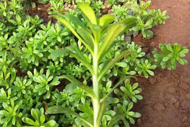 这一野菜被称为"养心草",能防心脏病!家里栽一盆可以吃20年