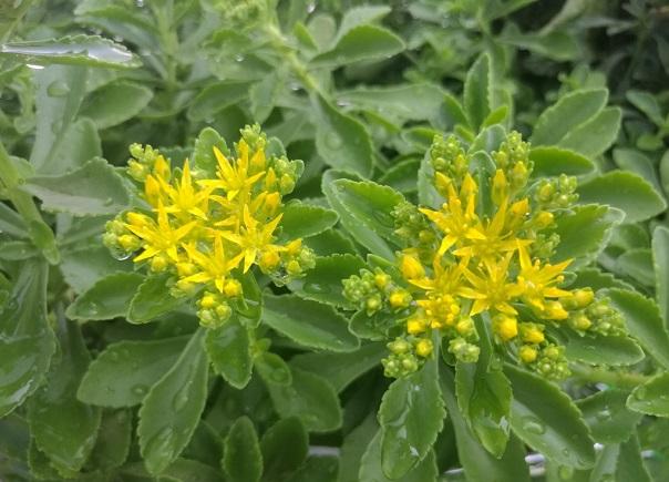 健康养生,降血压血脂,益气强心,清热凉血——高钙菜的栽培技术