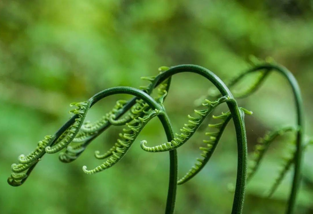 蕨菜又叫猫耳朵,既能当菜又能入药,被称为"野菜之王"摆上餐桌