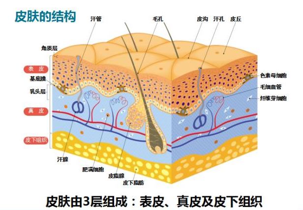 美导老师私藏的护肤秘籍,卡俪缇丝这里有|黄褐斑|皮肤|粉刺_新浪新闻