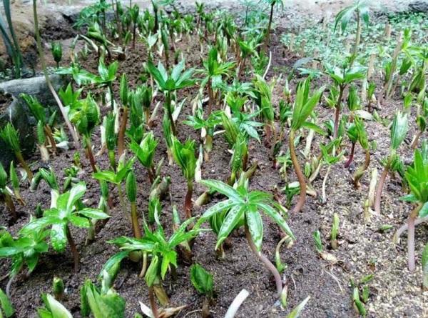 重楼的栽培技术(1)育苗技术:及时采集成熟种子,将种子用湿沙混匀贮藏