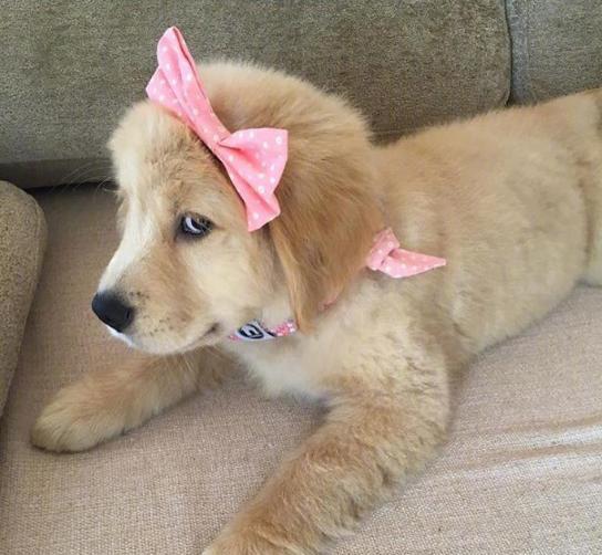 时尚界的小金毛,确认过眼神,遇到对的"人",粉色的蝴蝶结吸粉