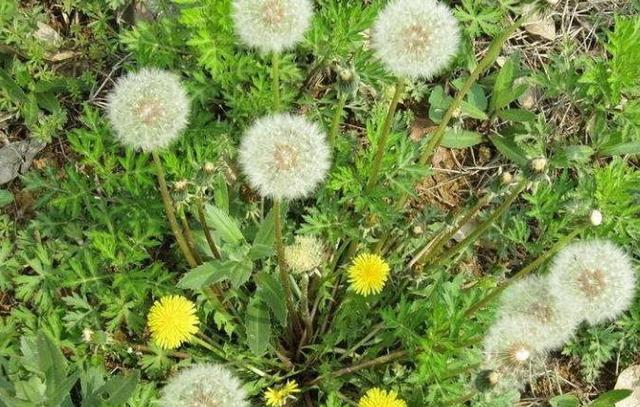 临近秋分学会用蒲公英泡水喝胜过10副药你知道吗