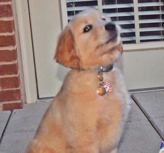 时尚界的小金毛,确认过眼神,遇到对的"人",粉色的蝴蝶结吸粉