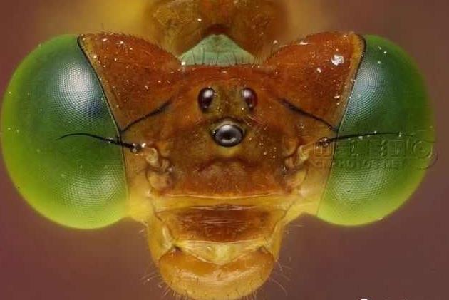 展"艺术(商业)类"银奖作品(附点评)|植物园|电子居住证|虫豸_新浪新闻