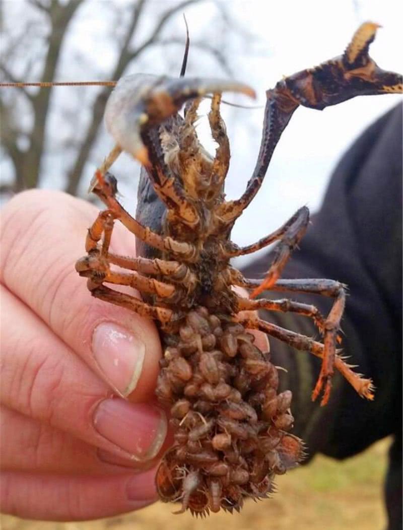 德国小龙虾泛滥成灾,羡慕也没用,反正你也吃不起