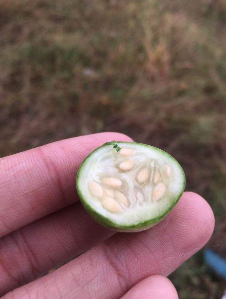 农村这种野果长得像小西瓜,很多人不知它的价值