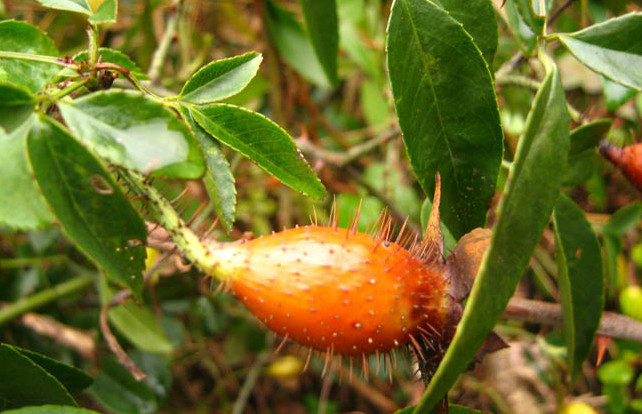 1,乌稔果是边开花边结果,而成熟果可食,浆果球形或卵形,呈绿色至淡