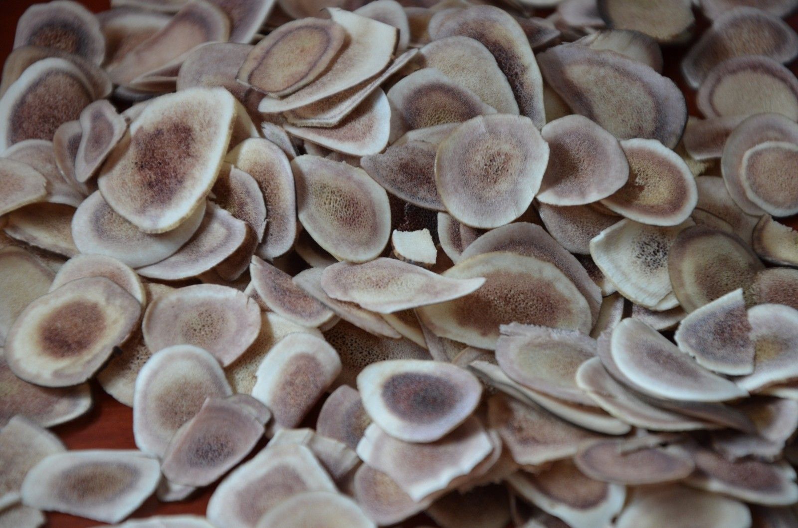 每天学一味中药本草纲目载鹿茸补肾阳益精血治一切虚损