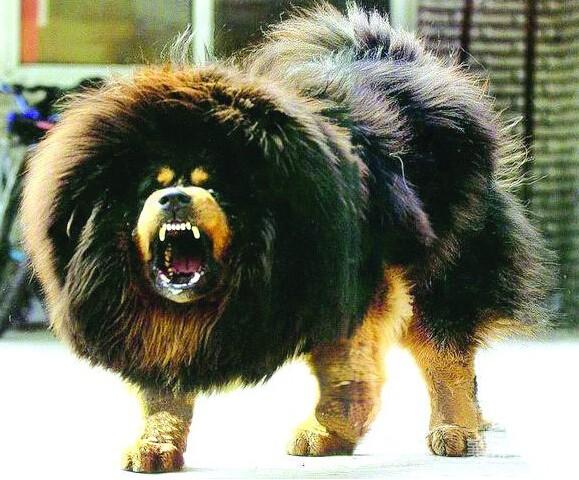 别老说藏獒凶,把毛一剪完,气势还不如吉娃娃!