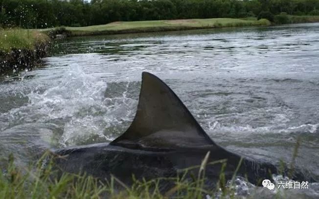 比大白鲨更好斗而且淡水海水都能生存的牛鲨