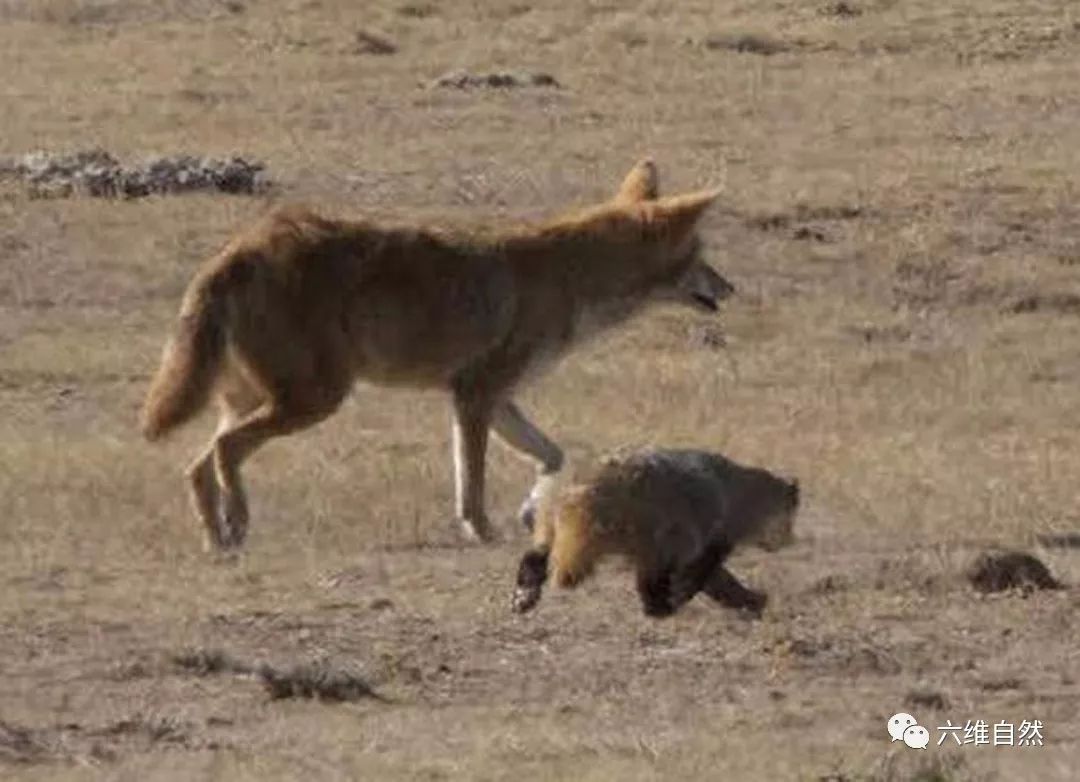 传说中"狼狈组合"没人见过,但"狼獾组合"横行平原