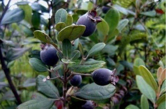 这种野果子,曾是农村孩子的"零食",吃过才算"真正"农村人