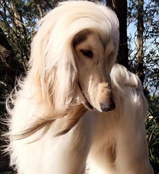 狗狗有一头飘逸的毛发,发型师主人每天变着花样扎辫子