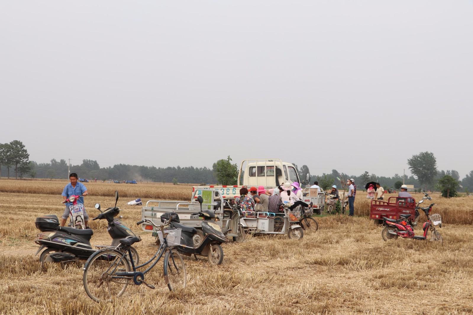 河南农村麦忙季少有人割麦,一群大叔大妈聚在田头是为何?