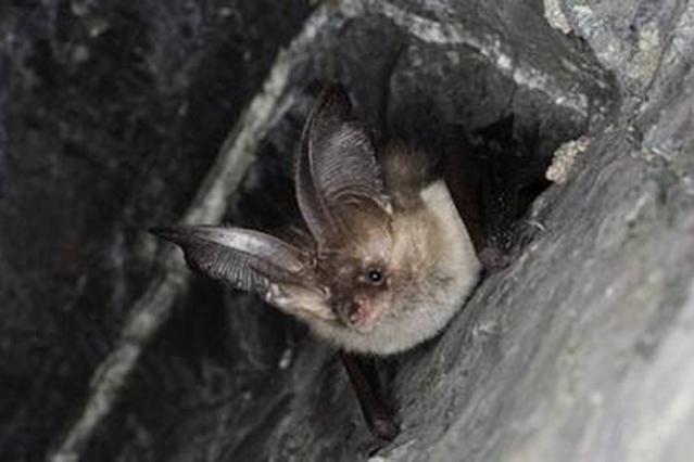 农村家庭有蝙蝠飞进屋,代表什么寓意?是好事还是坏事?