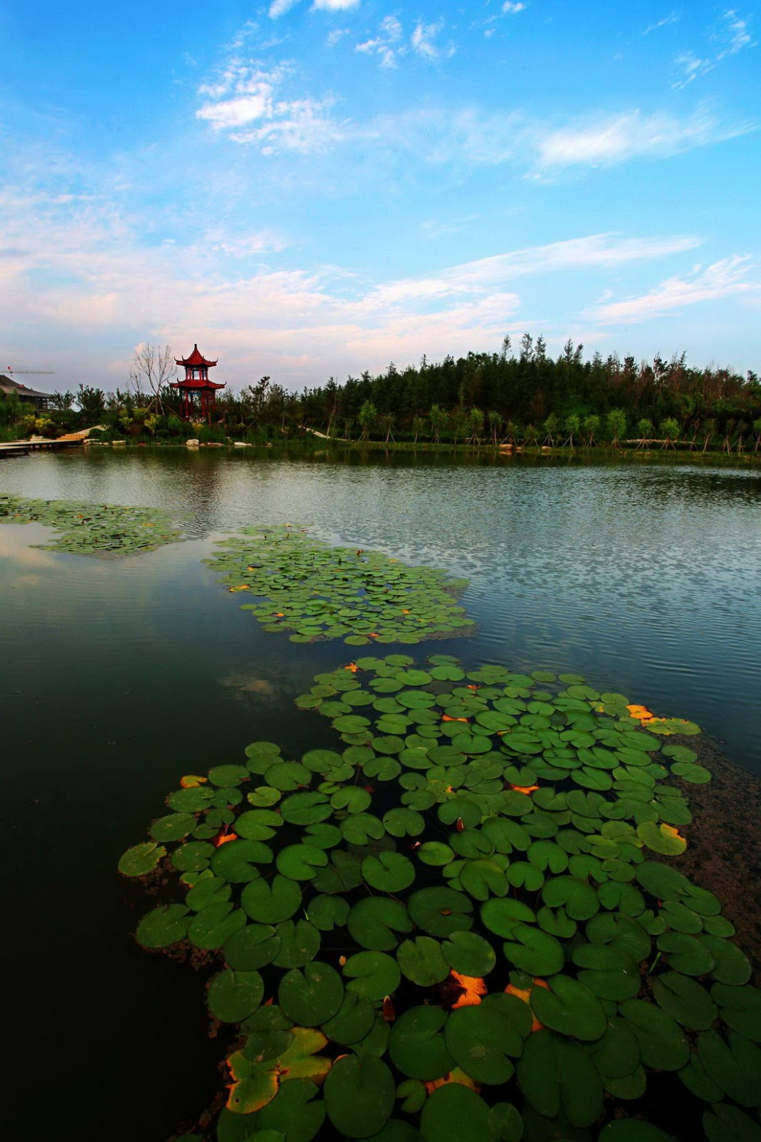 白浪河湿地与城市景色