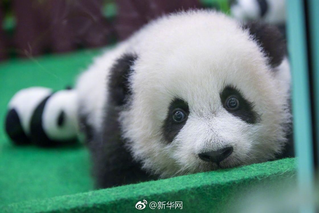 马来西亚出生的第二只大熊猫宝宝首次公开亮相