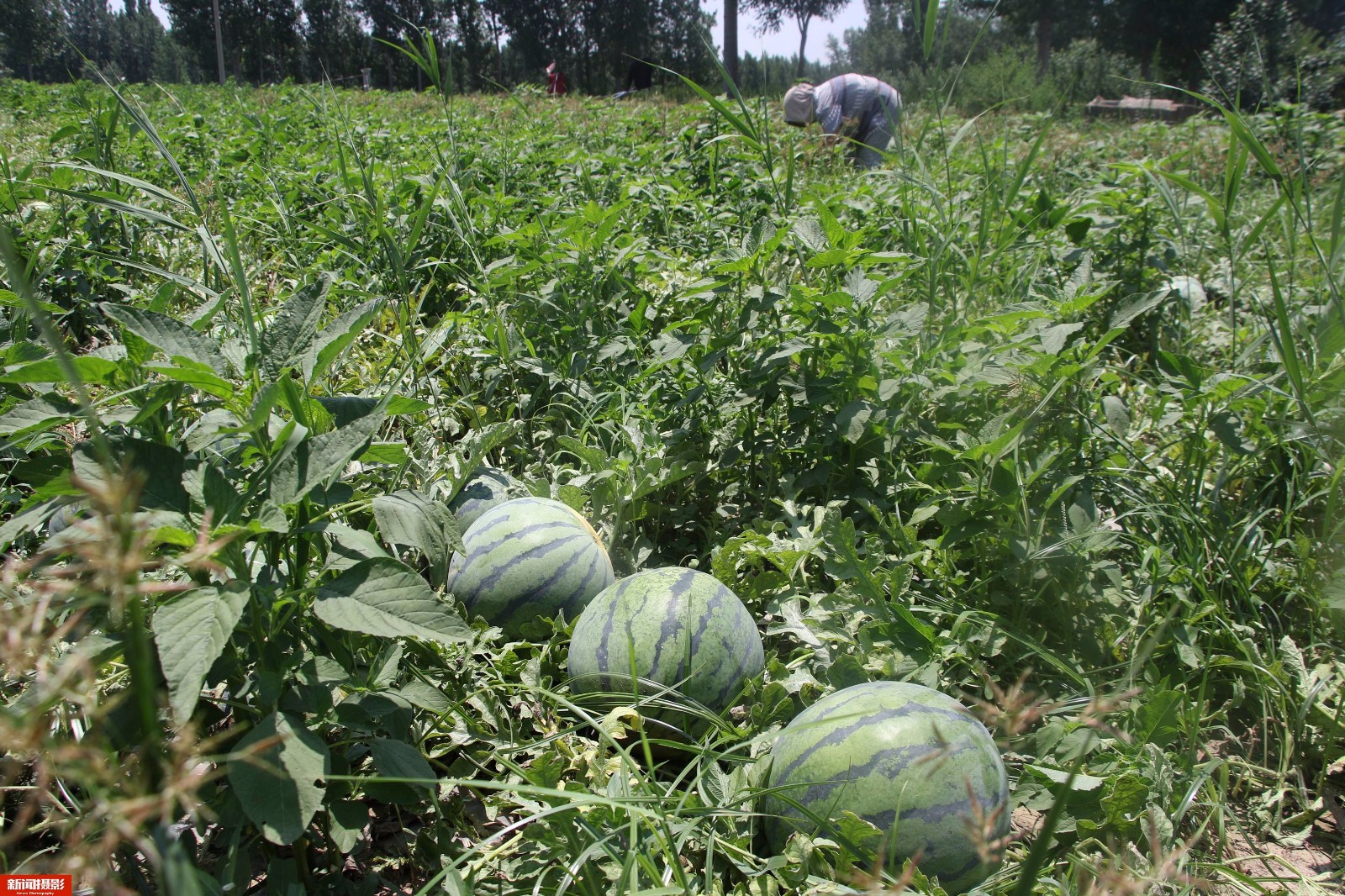商贩拉一车西瓜最少赚2000元,超瓜农几亩地全年收入