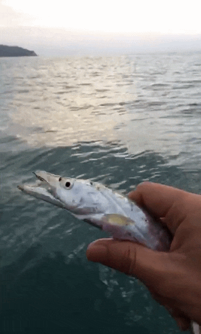 你肯定没见过活的带鱼, 他活着的样子真的耀眼!