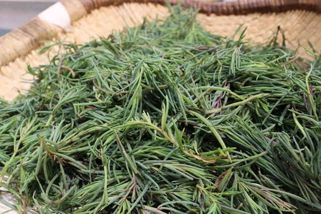 农民叫它"皇席菜",对环境要求高,本身就很咸,做菜不用放盐|碱蓬|野菜