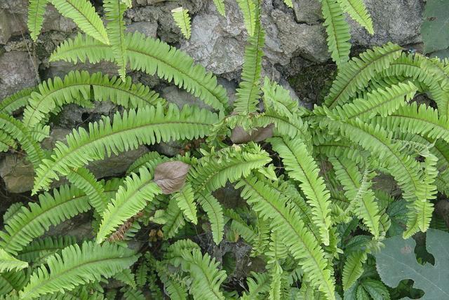 这野草是治疗风湿的良药,很多人都不知道,如今成了"吸金草"